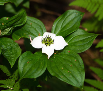Western Bunchberry (Cornus unalaschkensis)