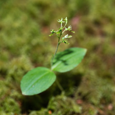 Northwestern Twayblade (Neottia banksiana)