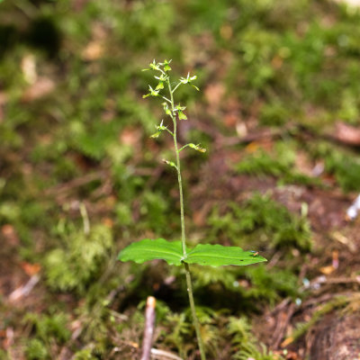 Northwestern Twayblade (Neottia banksiana)