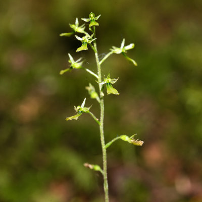Northwestern Twayblade (Neottia banksiana)