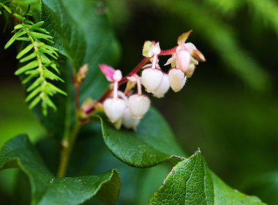 Salal (Gaultheria shallon)