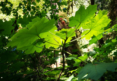 Devil's Club (Oplopanax horridus)