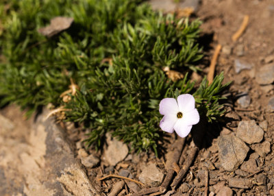 Spreading Phlox (Phlox diffusa)