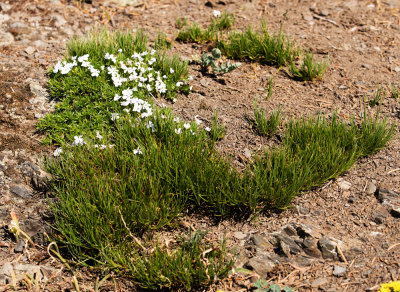 Spreading Phlox (Phlox diffusa)