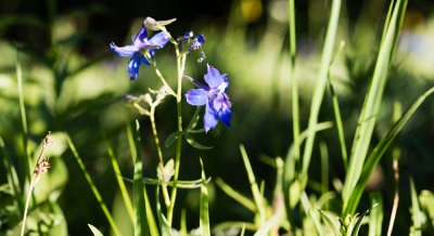 Delphinium sp.