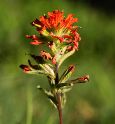 Paintbrush (Castilleja sp.)