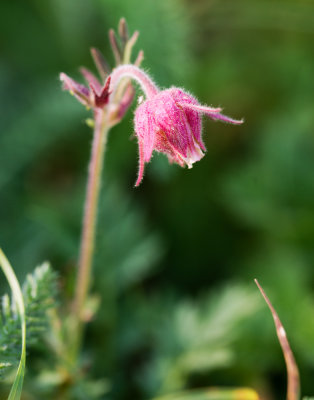 Prairie Smoke (Geum triflorum)