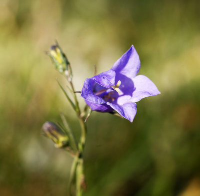 Harebell (Campanula rotundifolia)