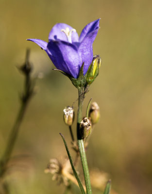 Harebell (Campanula rotundifolia)