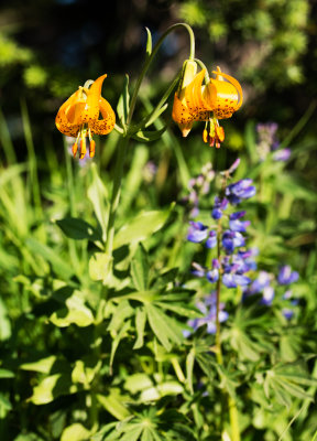 Columbia Lily (Lilium columbianum)