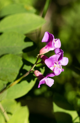 DSC_7148cc.jpg