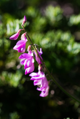 DSC_7166cc.jpg