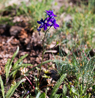 Delphinium sp.