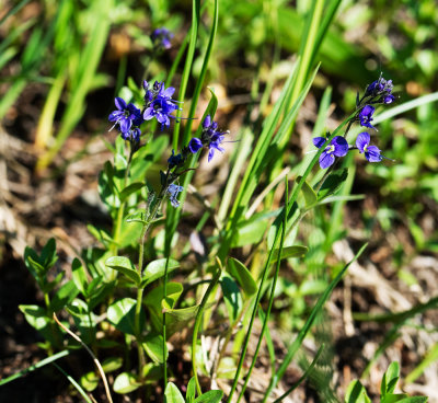 Cusick's Speedwell (Veronica cusickii)