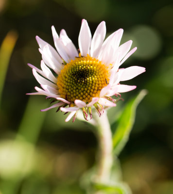 DSC_7208.jpg