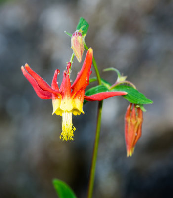 Sitka Columbine (Aquilegia formosa)