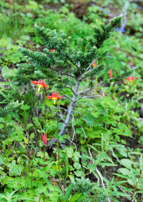 Sitka Columbine (Aquilegia formosa)