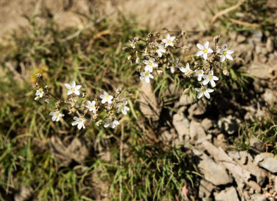 Mountain Sandwort (Arenaria capillaris)