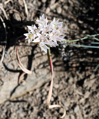 Olympic Onion (Allium crenulatum)