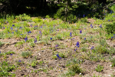 Delphinium sp.