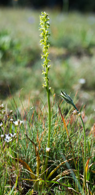 Alaska Rein Orchid (Piperia unalascensis forma olympica)