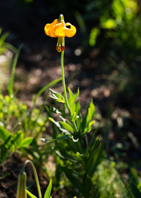 Columbia Lily (Lilium columbianum)
