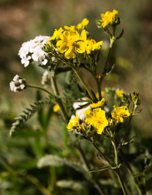 DSC_7843dd.jpg
