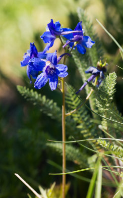 Delphinium sp.