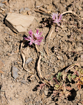 Olympic Onion (Allium crenulatum)