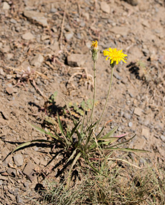 Alpine Lake Agoseris (Nothocalais alpestris)
