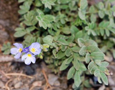 Showy Jacob's Ladder (Polemonium californicum)