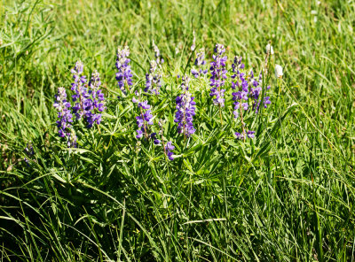 DSC_7911dd.jpg