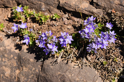 Olympic Bellflower (Campanula piperi)