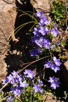 Olympic Bellflower (Campanula piperi)