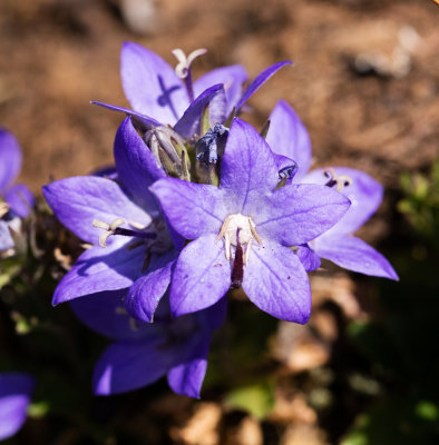 Olympic Bellflower (Campanula piperi)