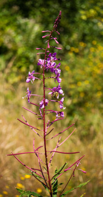 Fireweed (Chamaenerion angustifolium)
