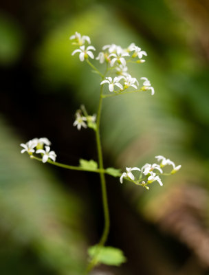 Western Boykinia (Boykinia occidentalis)