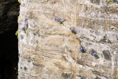 Harebell (Campanula rotundifolia)
