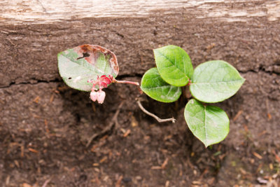Salal (Gaultheria shallon)