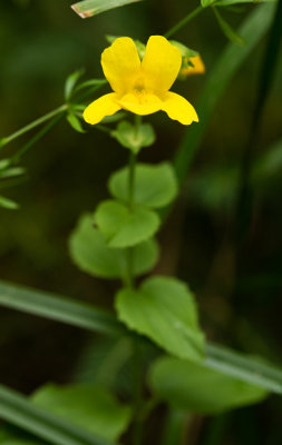 DSC_8204cc.jpg