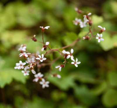 DSC_8332xx.jpg