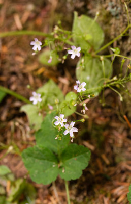 DSC_8341mm.jpg
