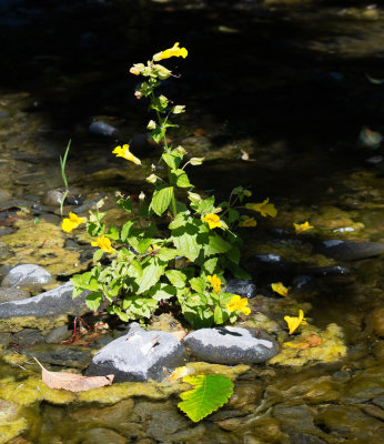 DSC_8491vv.jpg
