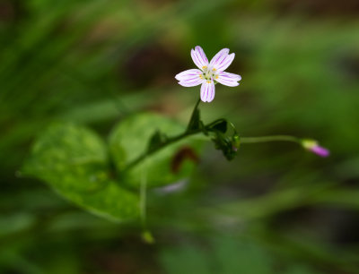 Candy Flower (Claytonia sibirica)