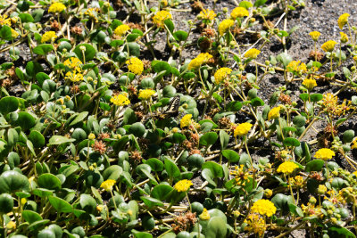 Yellow Sand Verbena (Abrionia latifolia)