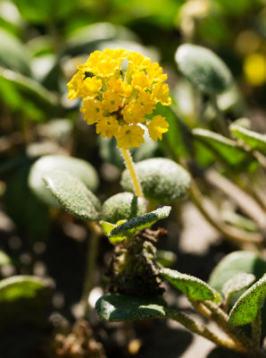 Yellow Sand Verbena (Abrionia latifolia)