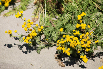 Dune Tansy (Tanacetum camphoratum)