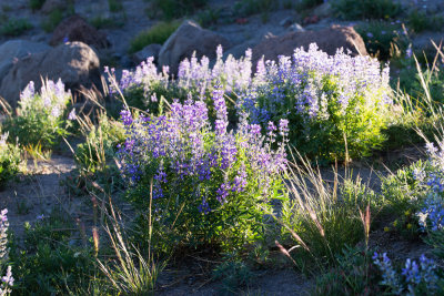 Lupinus sp.