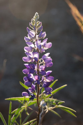 Lupinus sp.