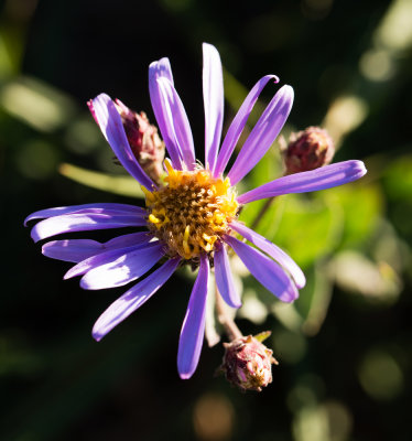 DSC_9325xx.jpg